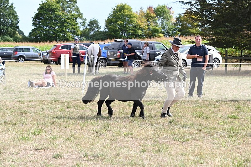 WJ6_7028 - Class 21 Shetland & Mini Horses