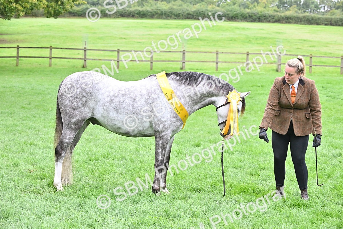 SBM_61044 - S48 - Mountain & Moorland In Hand Small Breeds
