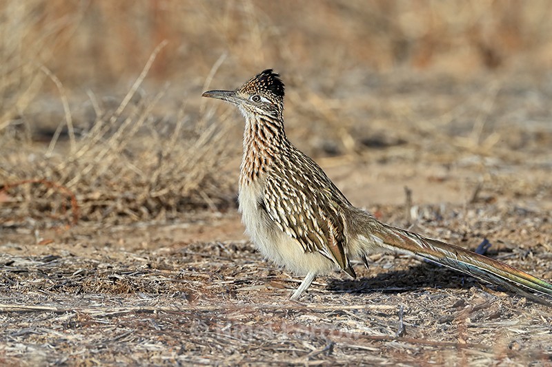 Greater Roadrunner standing still, Bosque del Apache, New Mexico - Greater Roadrunner