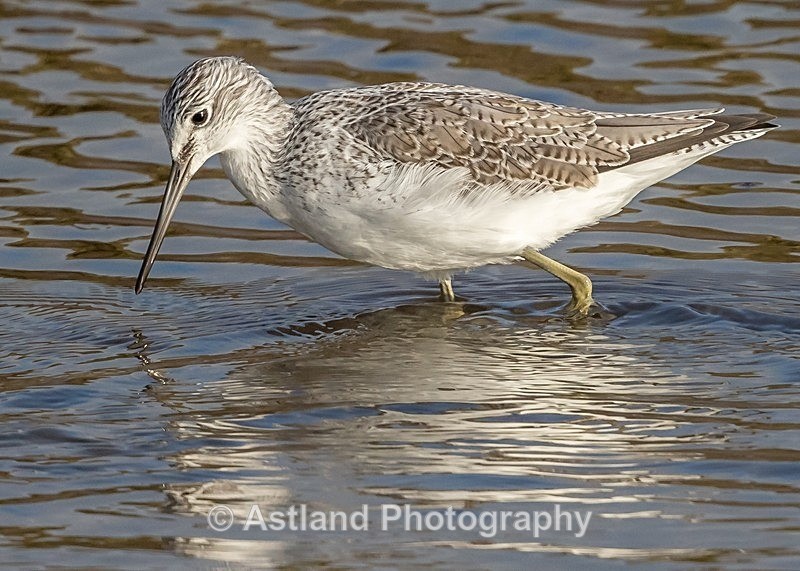 Astland Photography, Bird and Wildlife Images, Susan and Peter Wilson, U.K.