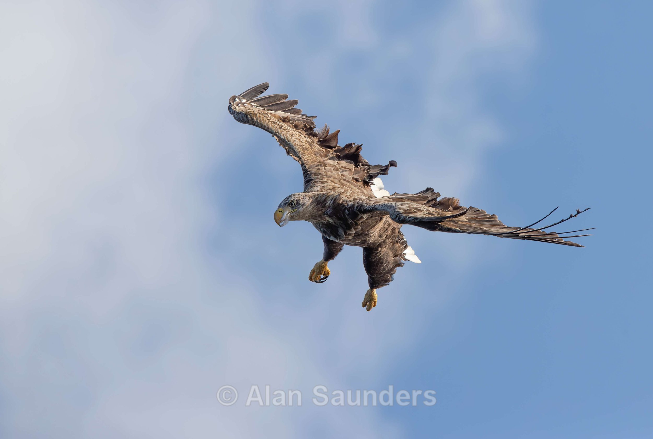 White Tailed Eagle 64