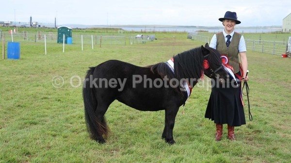 untitled-7230 - Shetland Pony Show