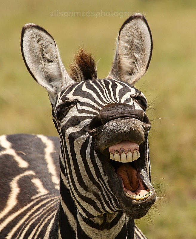  - African Safaris