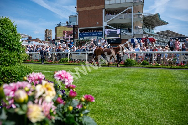 130625-Race 2-Carnation Queen-8732 - Race 2 2.25pm Coopers Marquees Rous Selling Stakes