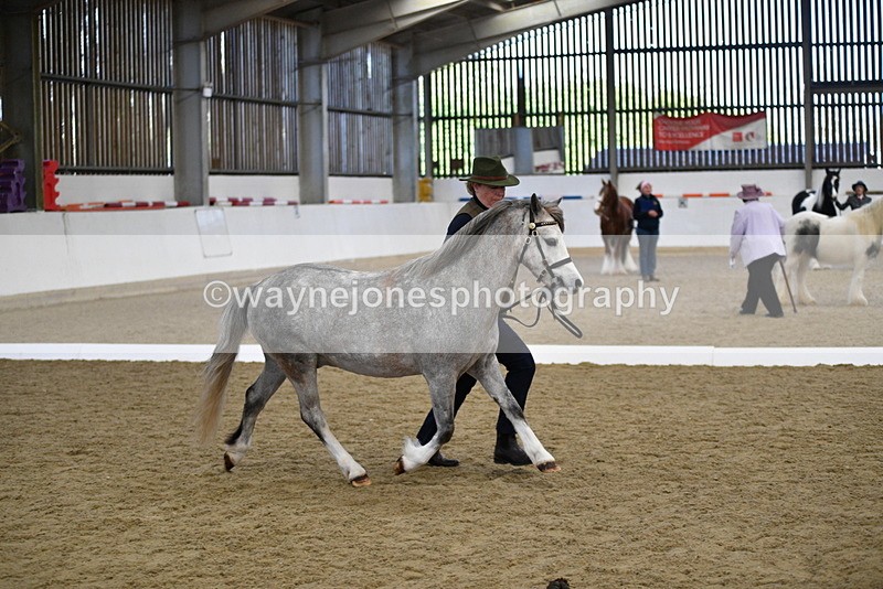 WJ5_5422 - Class 4 In hand M&M - small breeds
