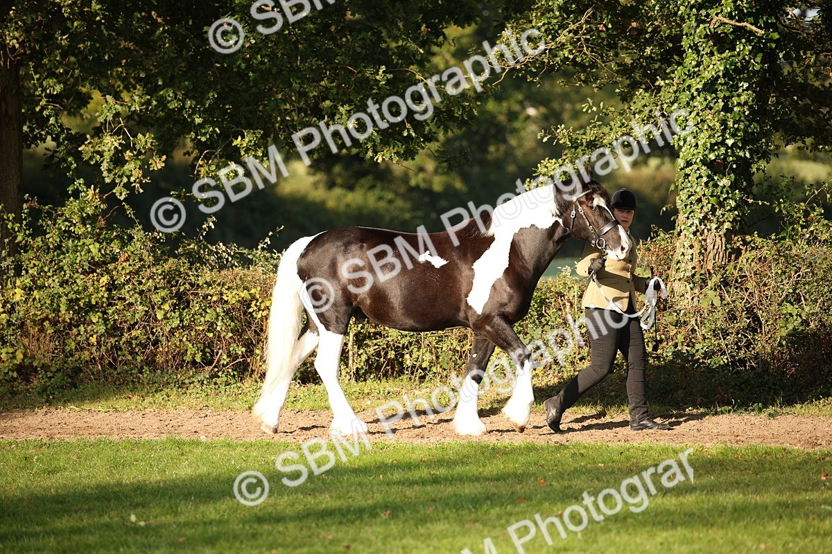 SBM_58650 - S51 - Piebald & Skewbald Horse In Hand