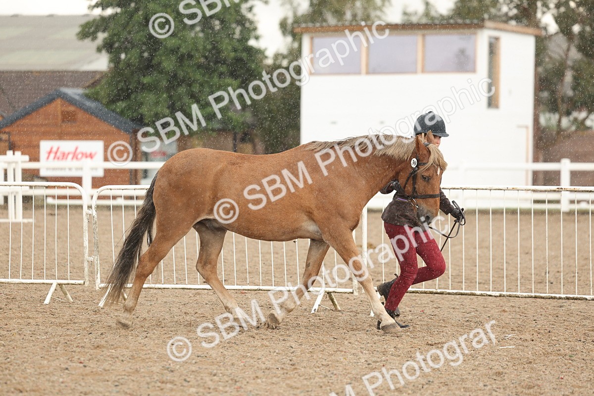 SBM_07734 - Class 27 - IH Competition Horse/Pony