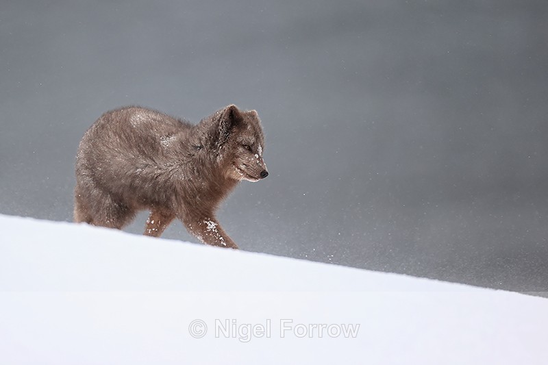 Hornstrandir Arctic Fox side view, Iceland - Arctic Fox