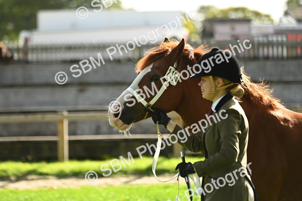 SBM_15960 - S1 - TSR in Hand Horse & Pony Showing