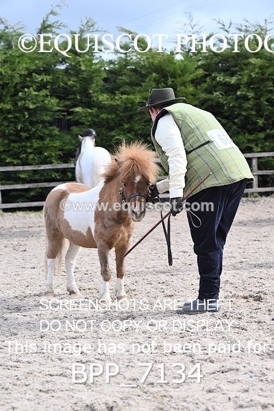 BPP_7134 - RING 1  (RIDDEN HORSES / IN HAND / VETERAN ETC)