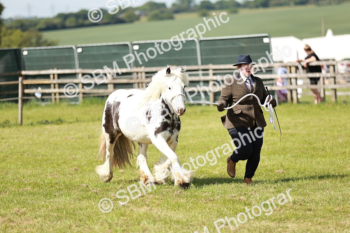 SBM_08624 - Class 63-65 - Traditional Gypsy Cobs In Hand & Ridden