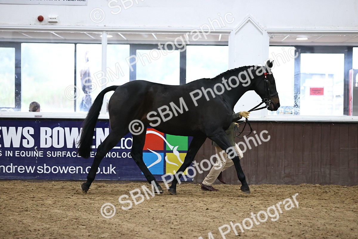 SBM_5742 - Class 3 - BSHA In Hand Show Hunter