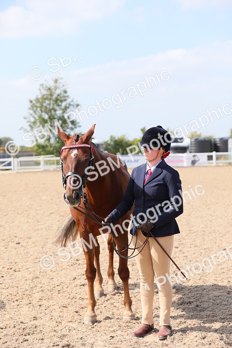 SBM_15739 - Class 312 IH Competition Horse/Pony