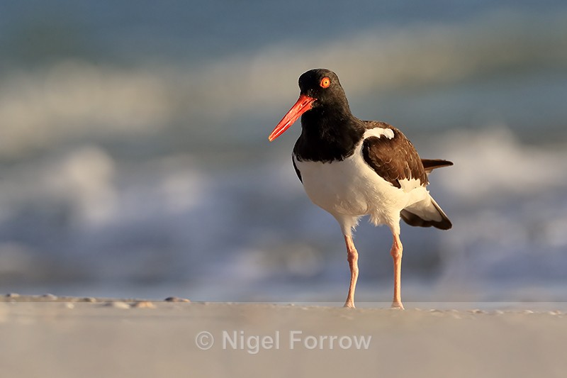 American Oystercatcher, Fort De Soto Park, Florida - American Oystercatcher