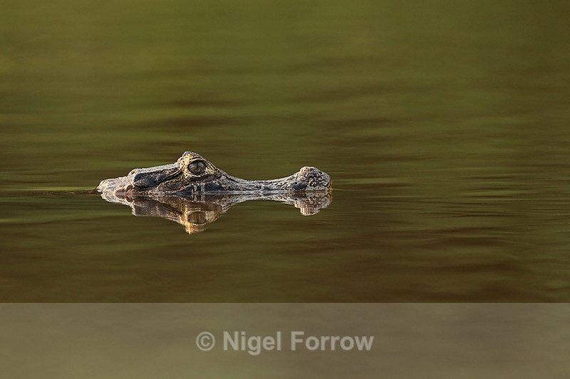 Caiman head reflection, Corixo Negro, Mato Grosso, Brazil - REPTILES & AMPHIBIANS