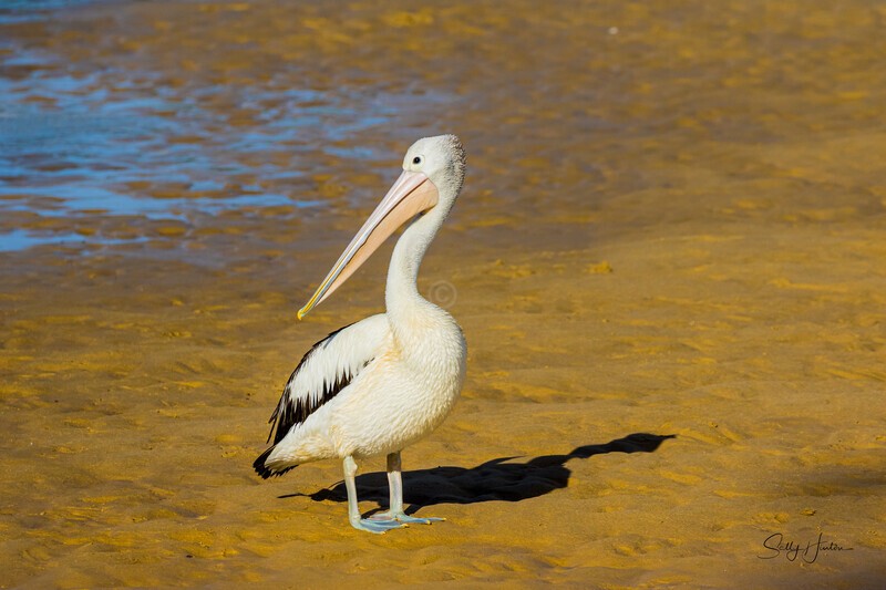 Single Pelican standing 1. 0A3A6330 - Pelicans