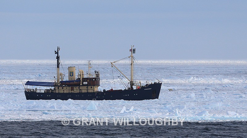 Bear on the bow - Arctic