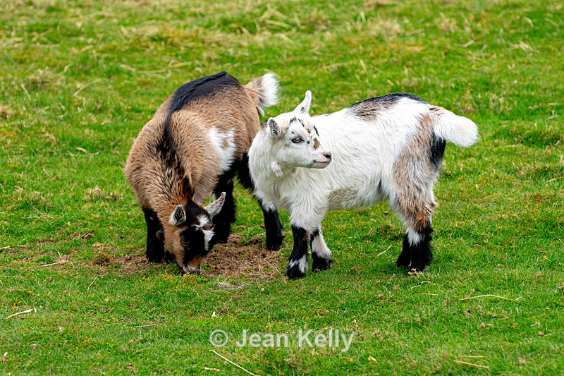 Pygmy Goat Kids - DSC_4302 - Goats