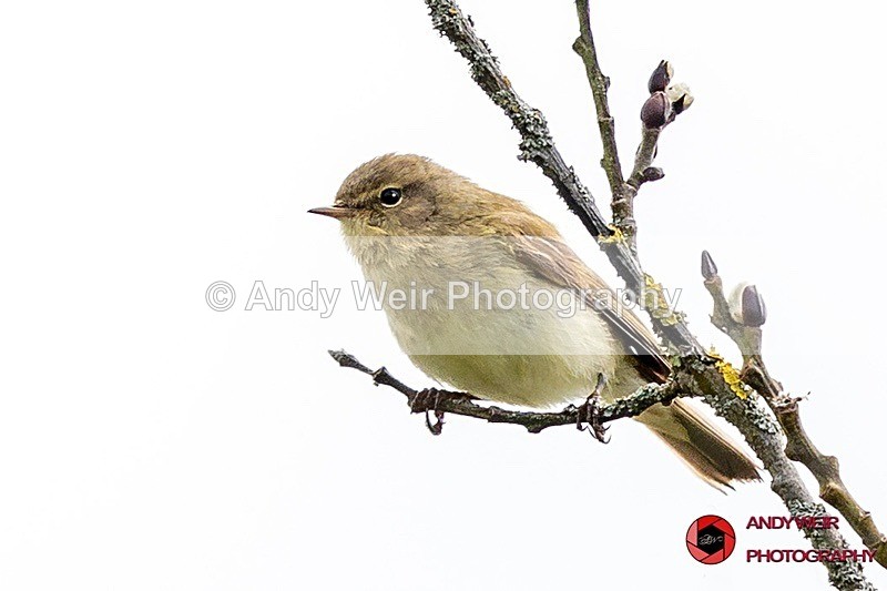 190523-untitled-8E0A2662-Edit - Chiffchaff