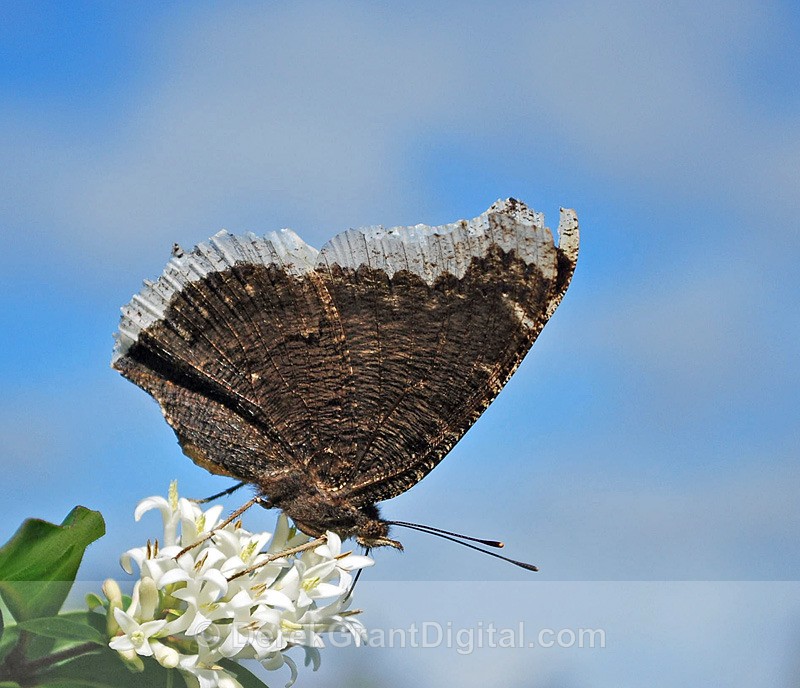 Mourning Cloak - Butterflies & Moths of Atlantic Canada