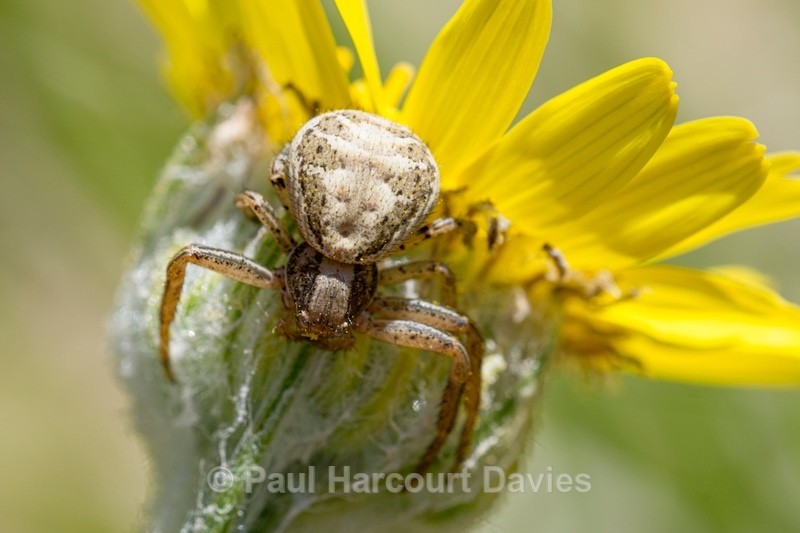 Crab spider (Xysticus cristatus) - Insects, Spiders and other Animals