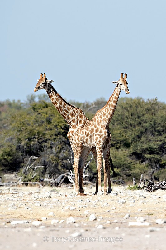 Giraffe (Angolan) - Etosha National Park ~ Mammals