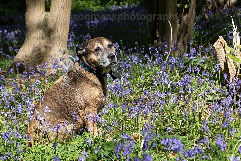  - Pet Photography