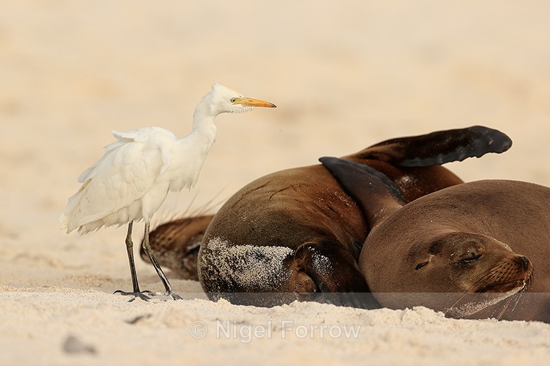 Cattle Egret examining Galapagos Sea Lions for insects, Espanola - Cattle Egret