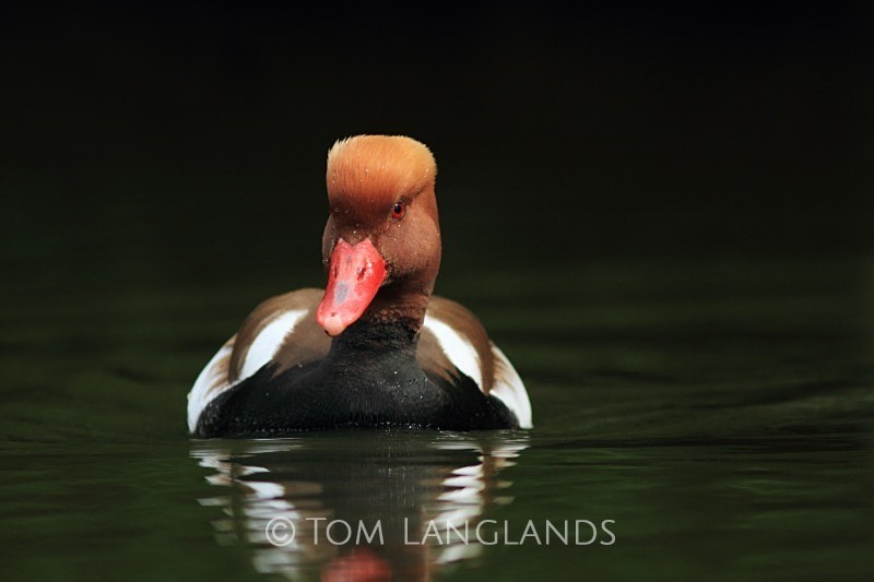 Red-crested Pochard - Wildfowl