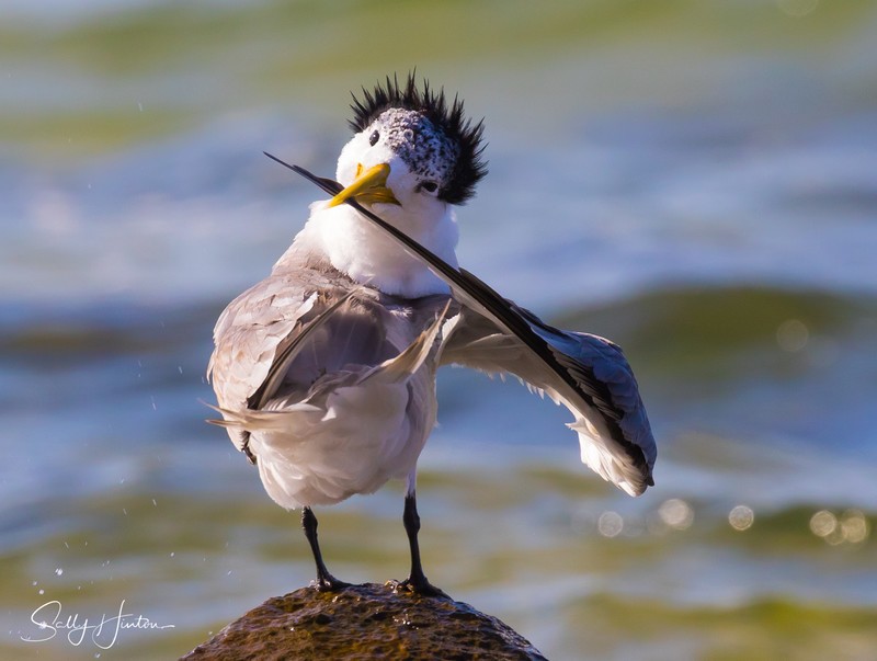 Preening Rocks 1
