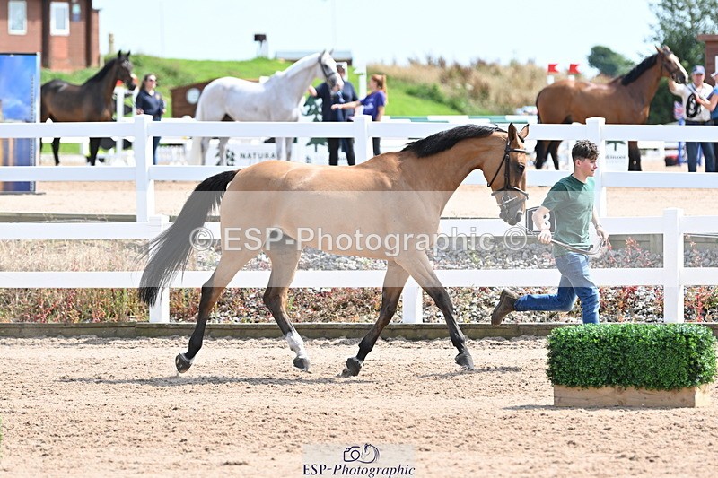240717A-151832-02741 - Trot Up 3pm to 4pm