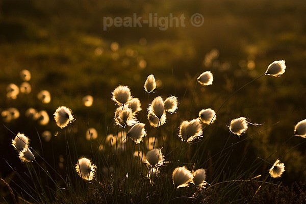 Backlit - Lucky Dip