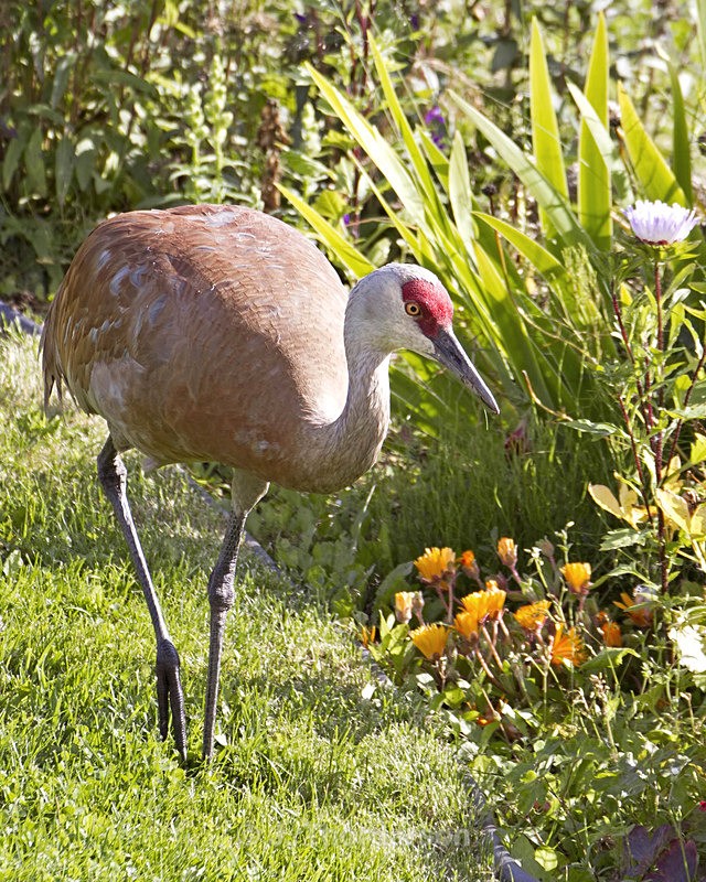  - Sandhill Cranes