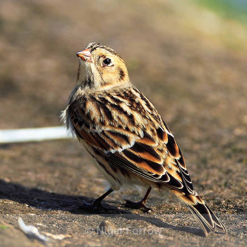 Back view of Lapland Bunting - Lapland Bunting