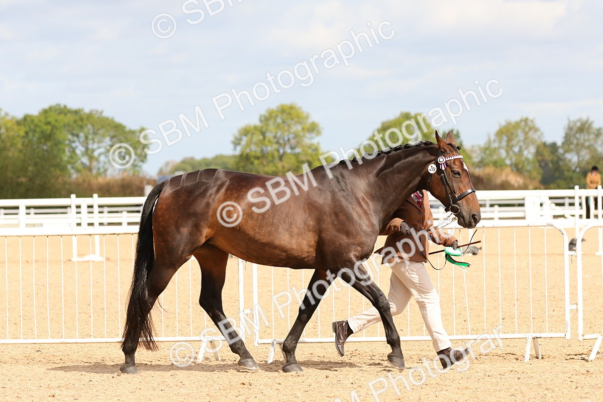 SBM_11773 - Class 208 - IH Veteran Horse