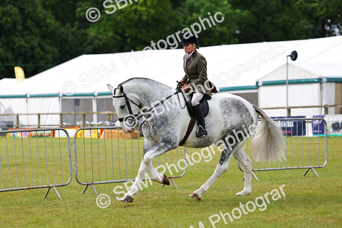 SBM_02520 - Class 9-11 Side Saddle including LIHS Rising Star Ladies Show Horse