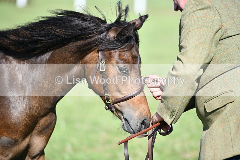 DSC_5870 - Class 50: NPS M&M Yearling