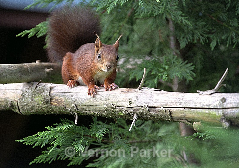 Red Squirrel - Wildlife