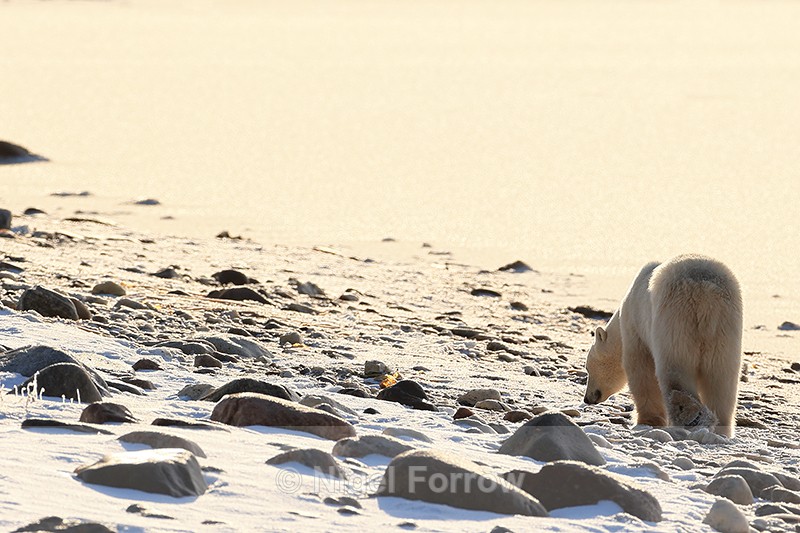 Polar Bear moves along shoreline, Churchill, Canada - Polar Bear