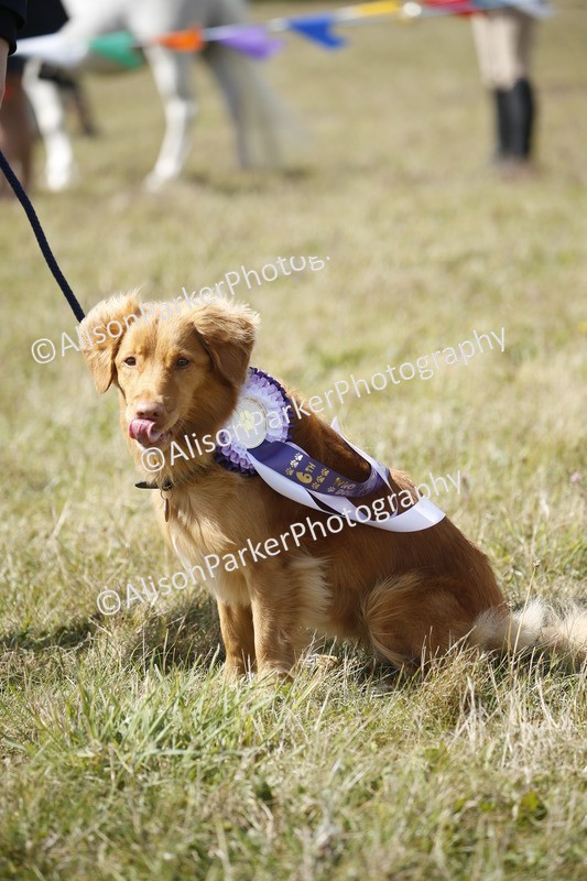 20250831-3696 - Dog Show