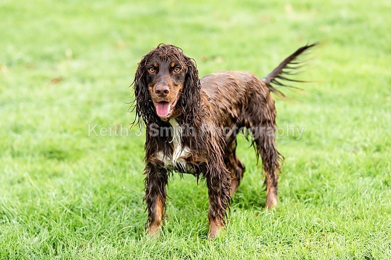 0KJS5192 - Dogs in Abington Park