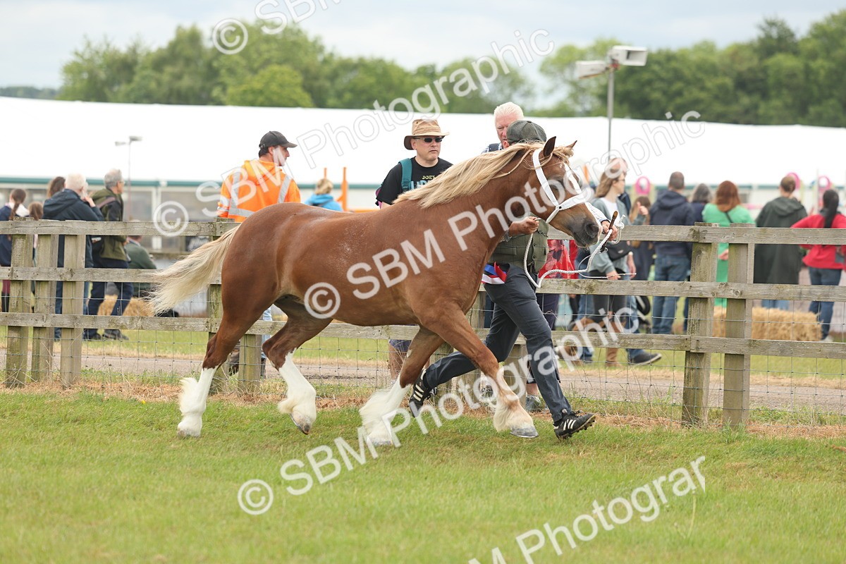 SBM_04998 - Class 50-57 - M&M Welsh Pony In Hand