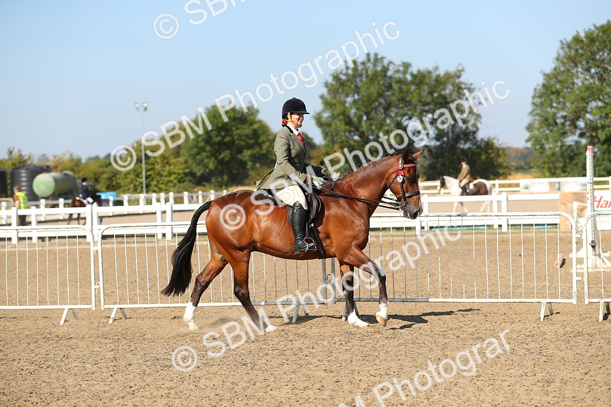 SBM_02212 - Class 43 Ridden Competition Horse/Pony