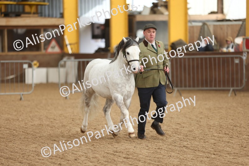 20251109-0532 - Class 20 - Stallions 4 Years and over