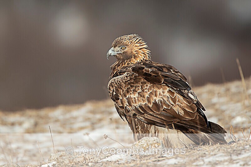 Golden Eagle  1901-17672 - The Mountains