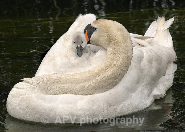 Mother's Love - The Photographic Angle - Wildlife Exhibition