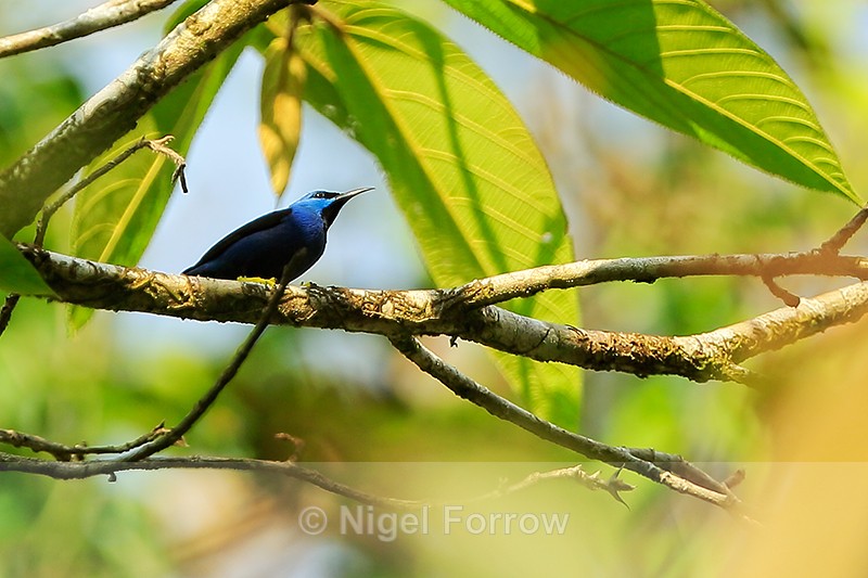 Shining Honeycreeper (male), Costa Rica - Shining Honeycreeper