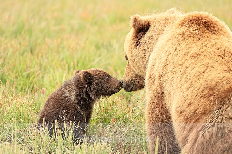 Brown Bear mother-cub interaction, Silver Salmon Creek, Alaska - Brown Bear
