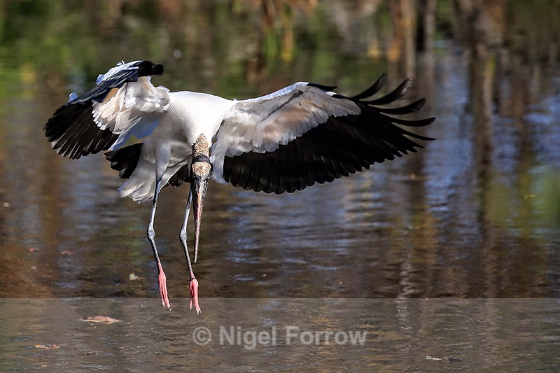 Wood Stork looks to land on water, Wakodahatchee Wetlands, Florida - Wood Stork