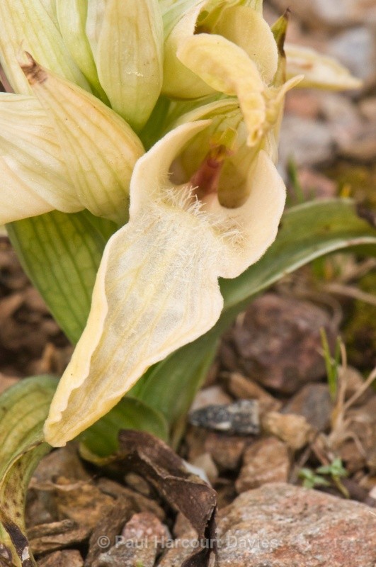 Scarce Serapias (Serapias neglecta) - Orchids - Serapias
